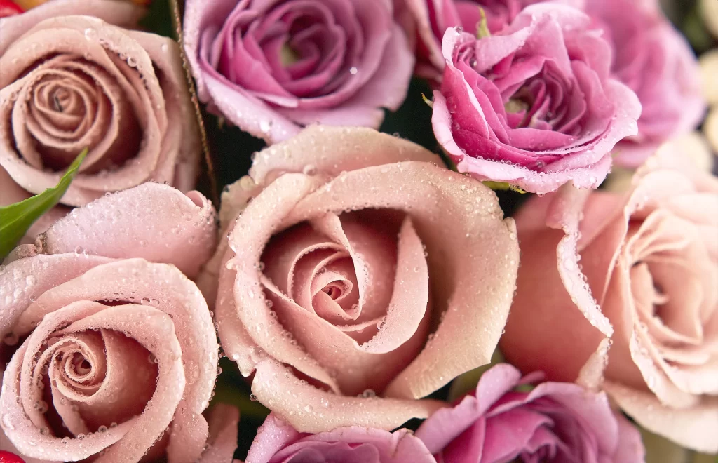 Rose Pink Purple Petals Dewdrops