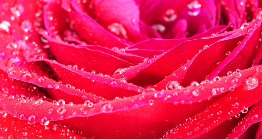 Rose Pink Red Dewdrops Petals