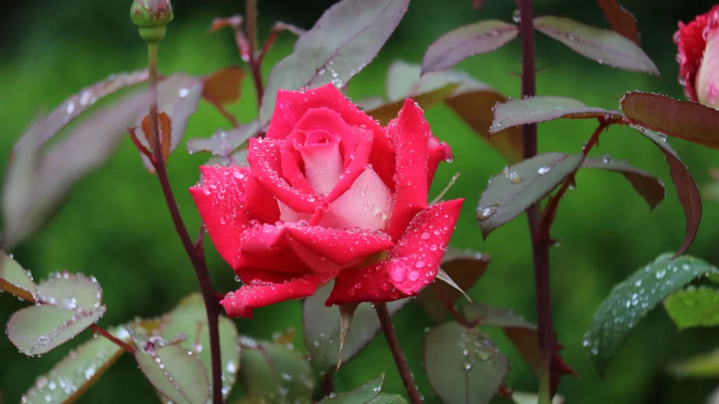 Rose Pink Red Green Leaf Dewdrops