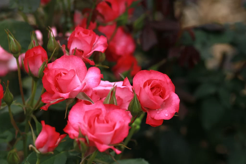 Rose Pink Red Green warm Leaf