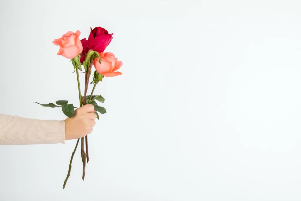 Rose Pink Red White Background