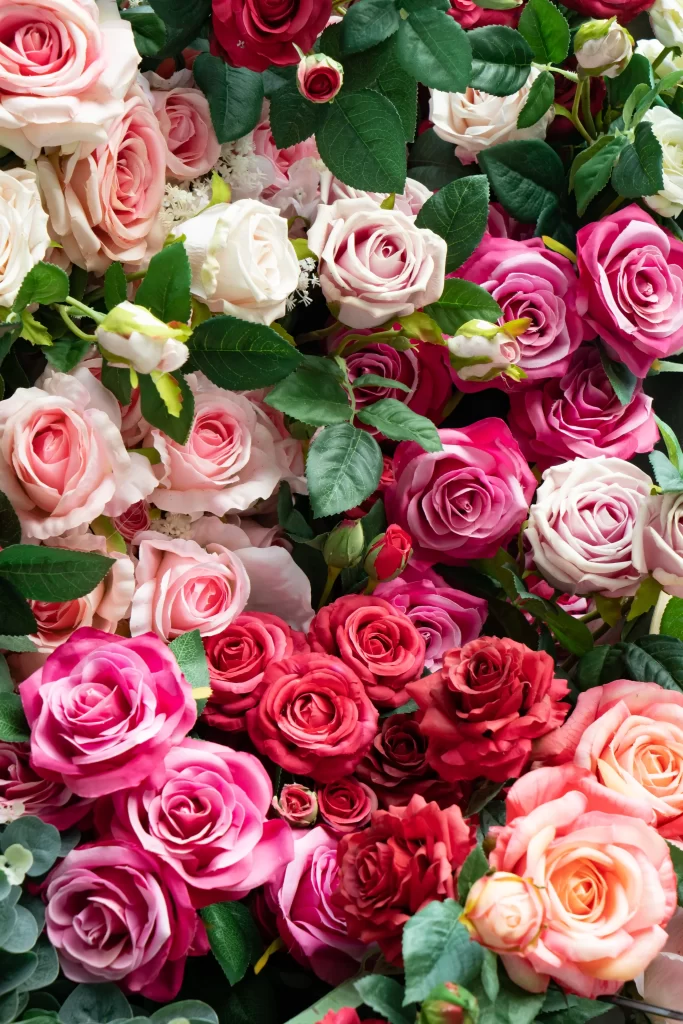 Rose Pink Red White Green warm Leaf