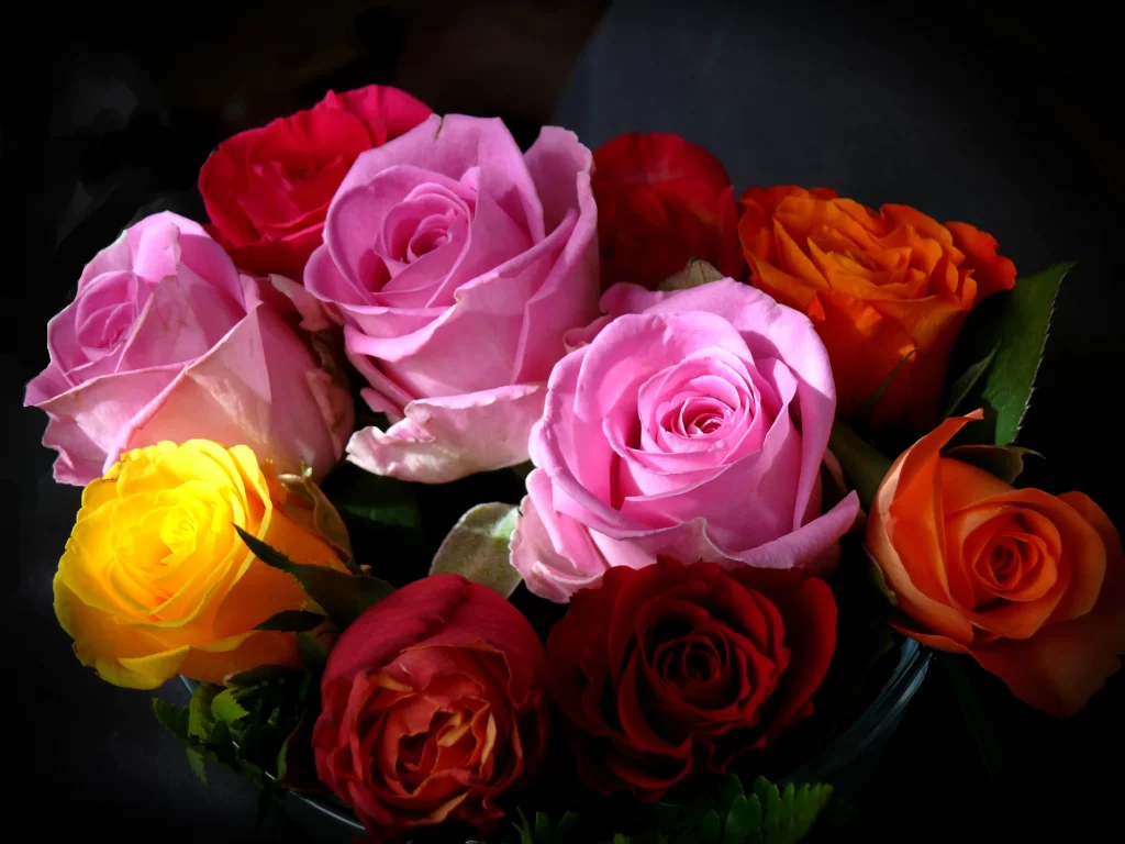 Rose Pink Red Yellow Orange
