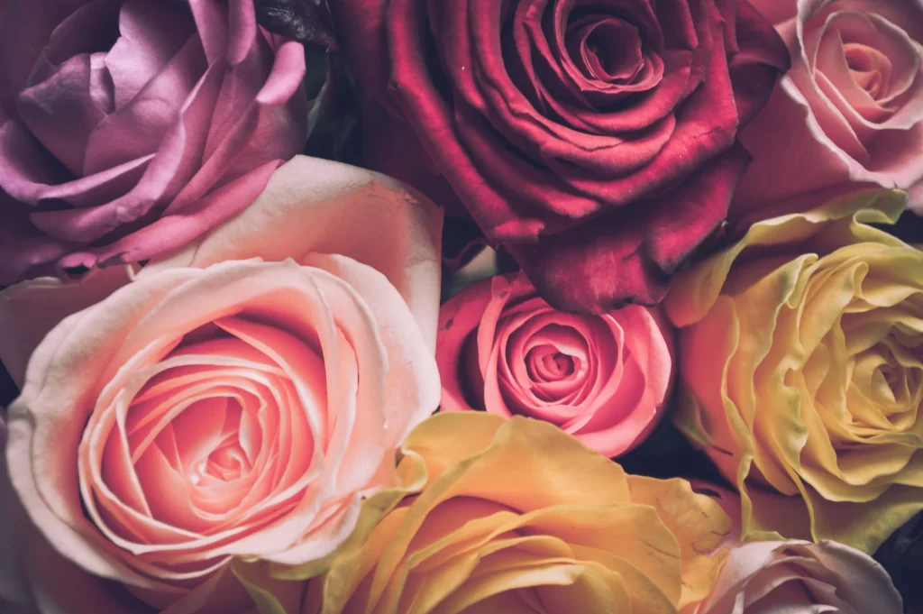 Rose Pink Red Yellow Petals