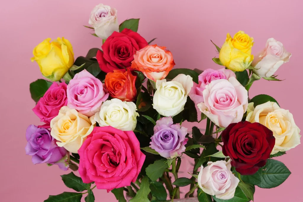 Rose Pink Red Yellow White Purple Orange