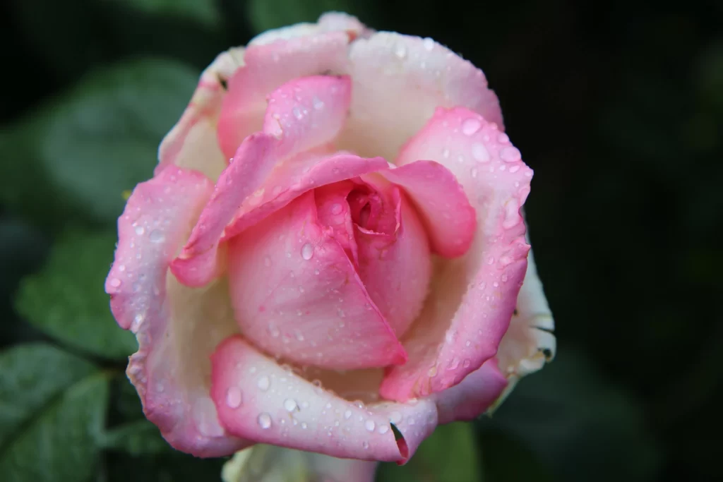 Rose Pink White Dewdrops Green Leaves