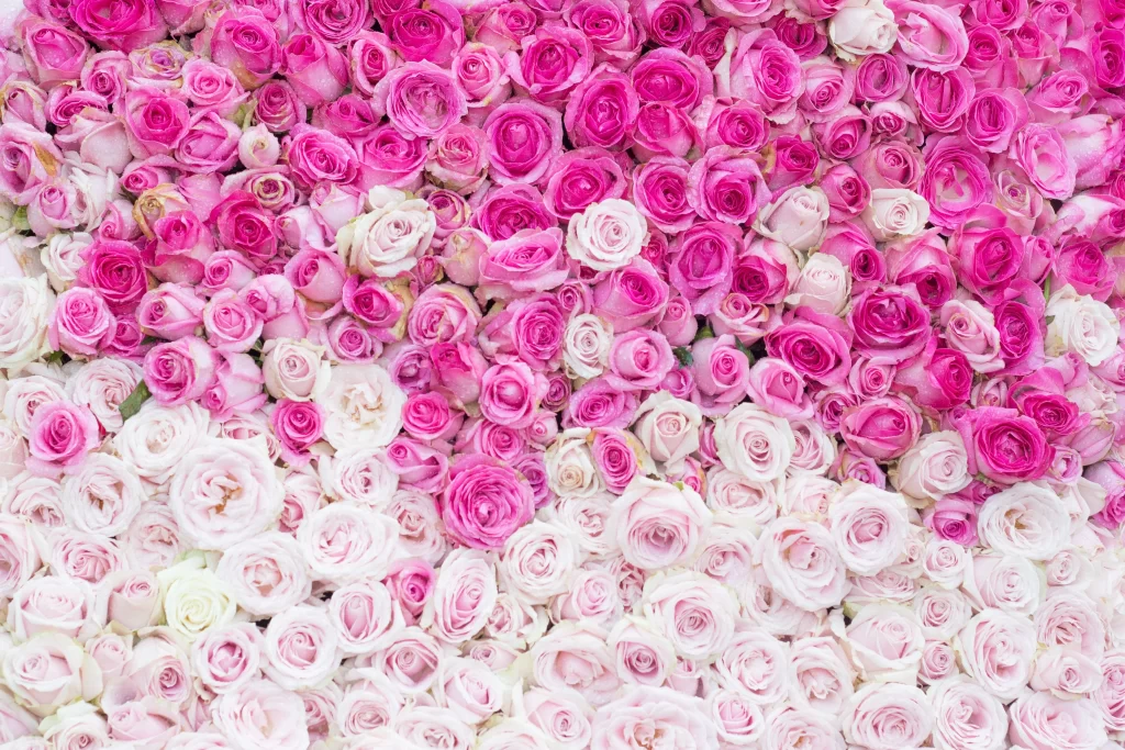 Rose Pink White Flower Garden
