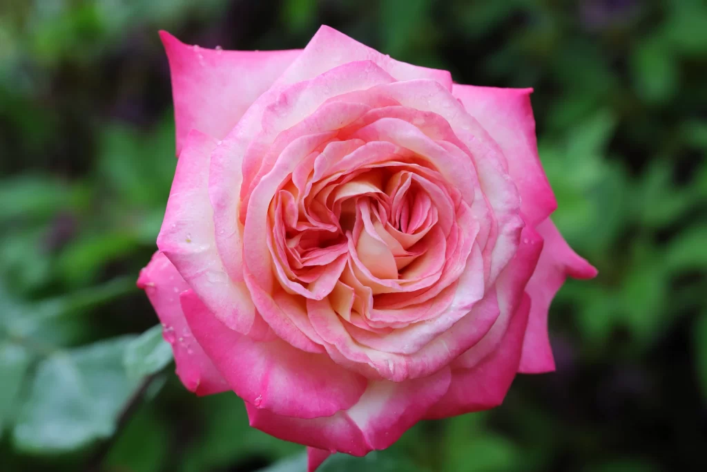 Rose Pink White gray Green