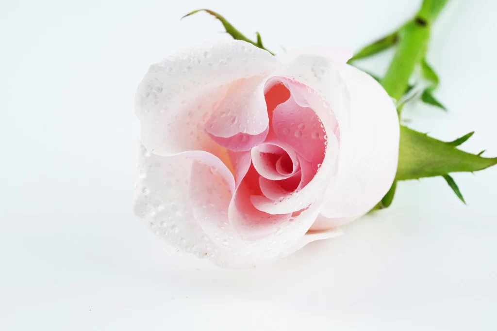 Rose Pink White Green