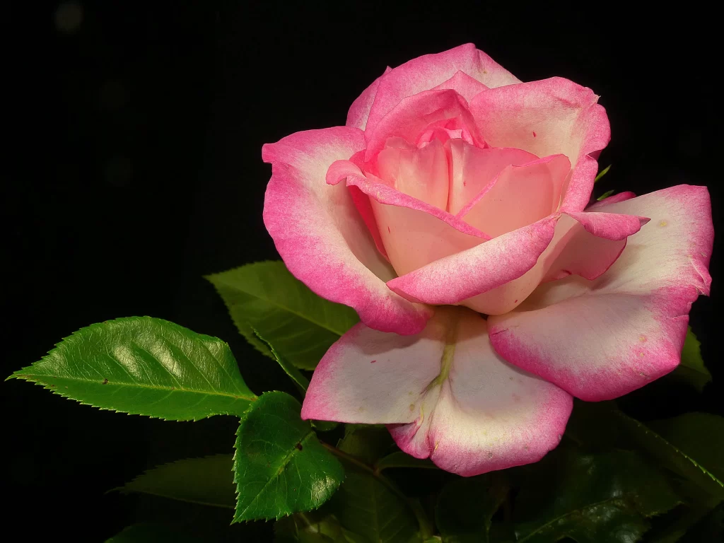 Rose Pink White Green gray Leaf