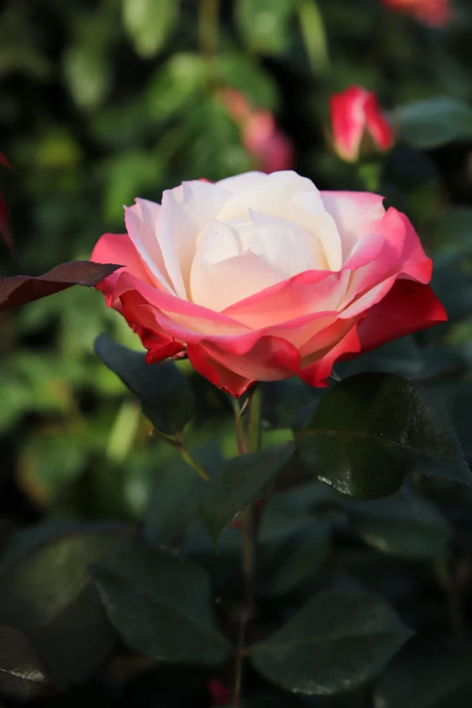 Rose Pink White Green gray Leaf