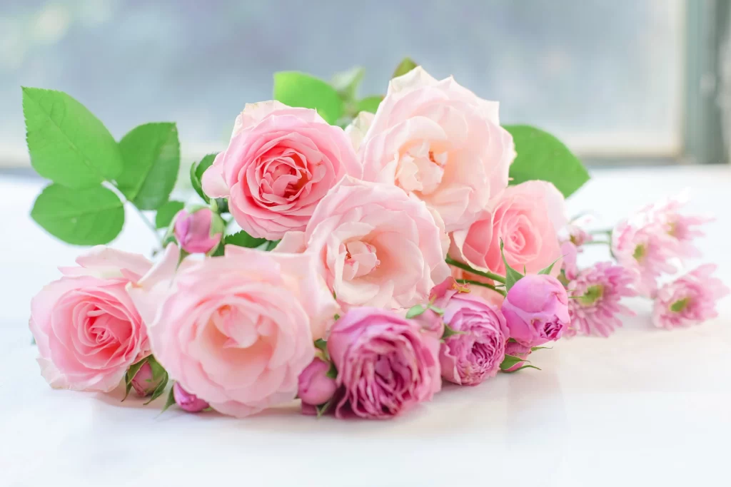 Rose Pink White Green gray Leaf