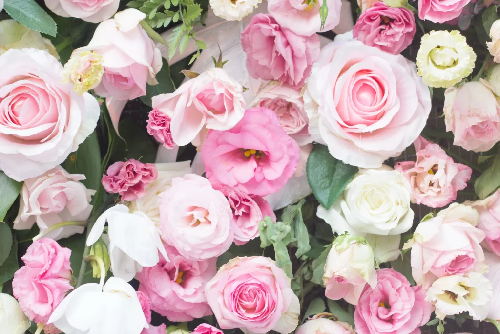 Rose Pink White Green gray Leaf