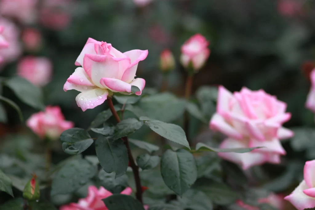 Rose Pink White Green gray Leaf