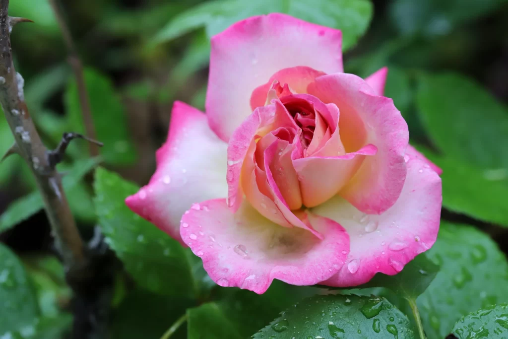 Rose Pink White Green Leaf Dewdrops