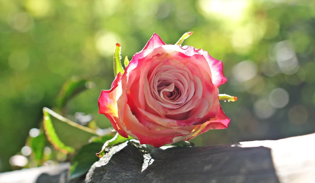 Rose Pink White Green warm Leaf
