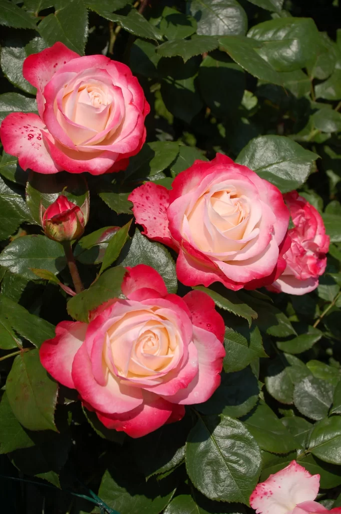 Rose Pink White Green warm Leaf
