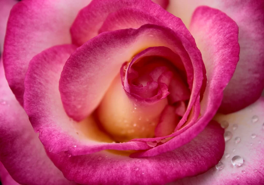 Rose Pink White Petals Dewdrops