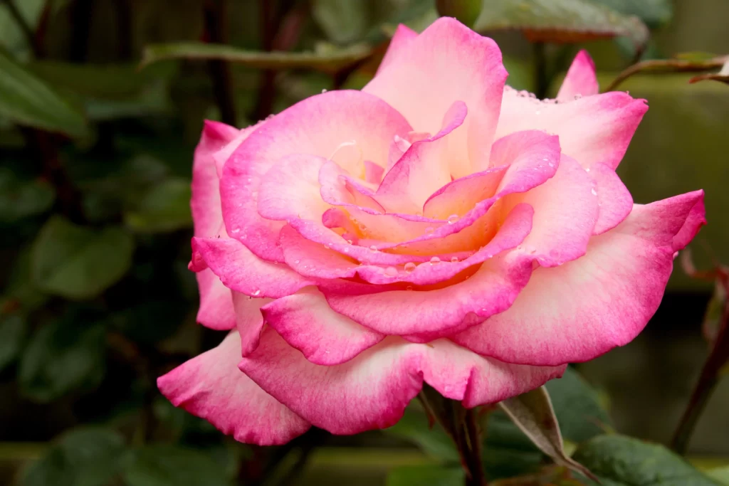 Rose Pink White Petals Green warm Leaves