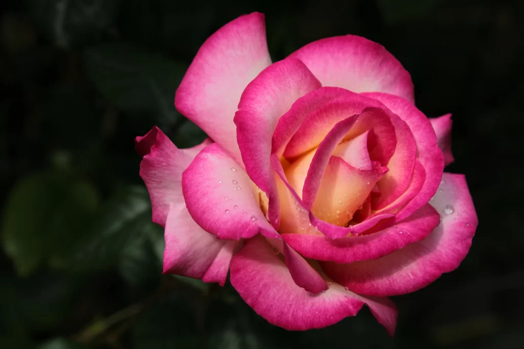 Rose Pink White Petals Green warm Leaves