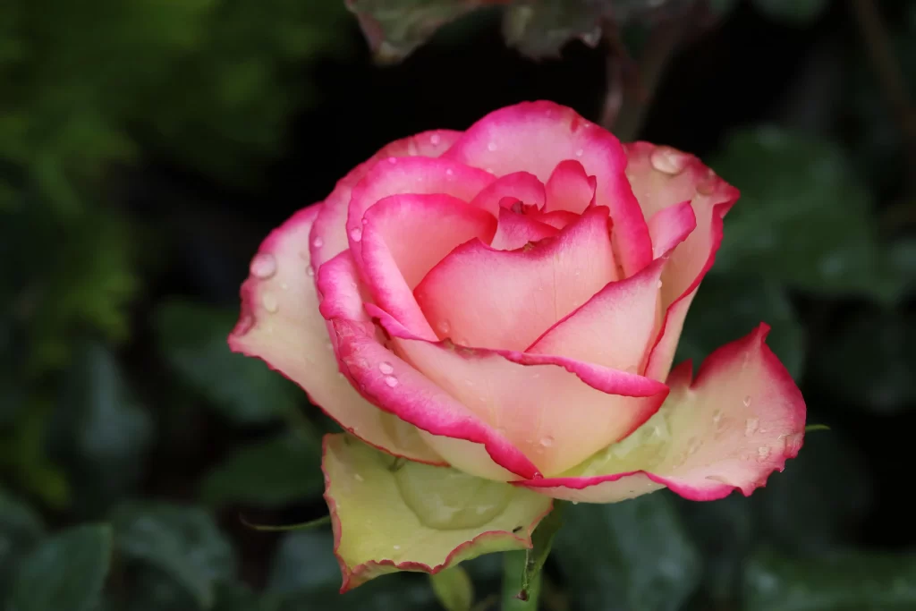 Rose Pink White Petals Green gray Leaves