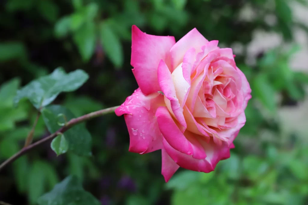 Rose Pink White Petals Green Leaves Garden
