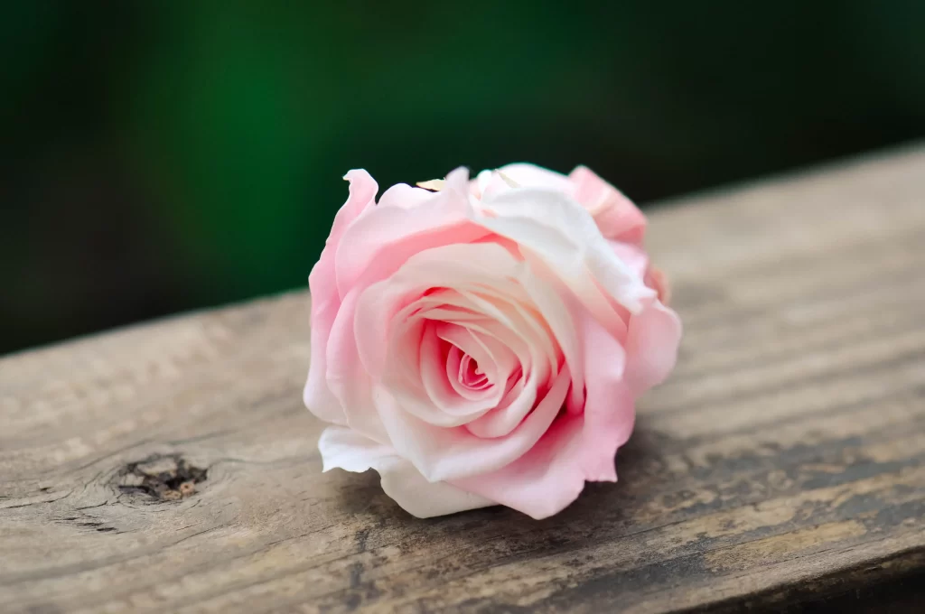 Rose Pink White Petals Green Background