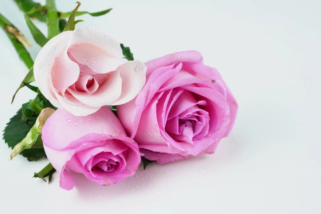 Rose Pink White Petals Green Stem
