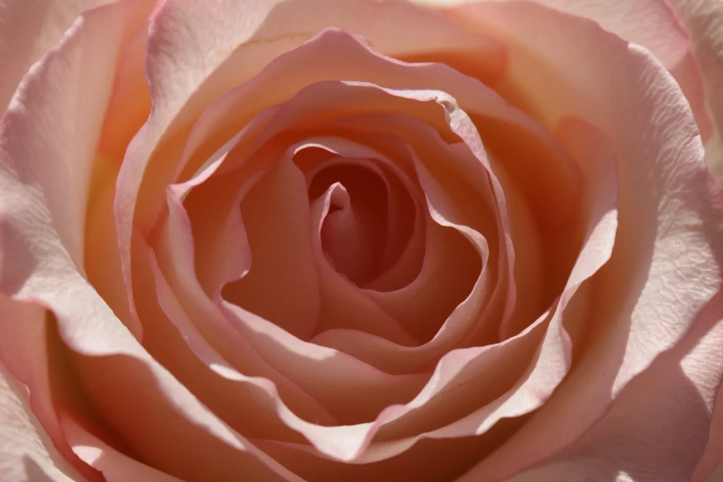 Rose Pink White Petals Sunlight