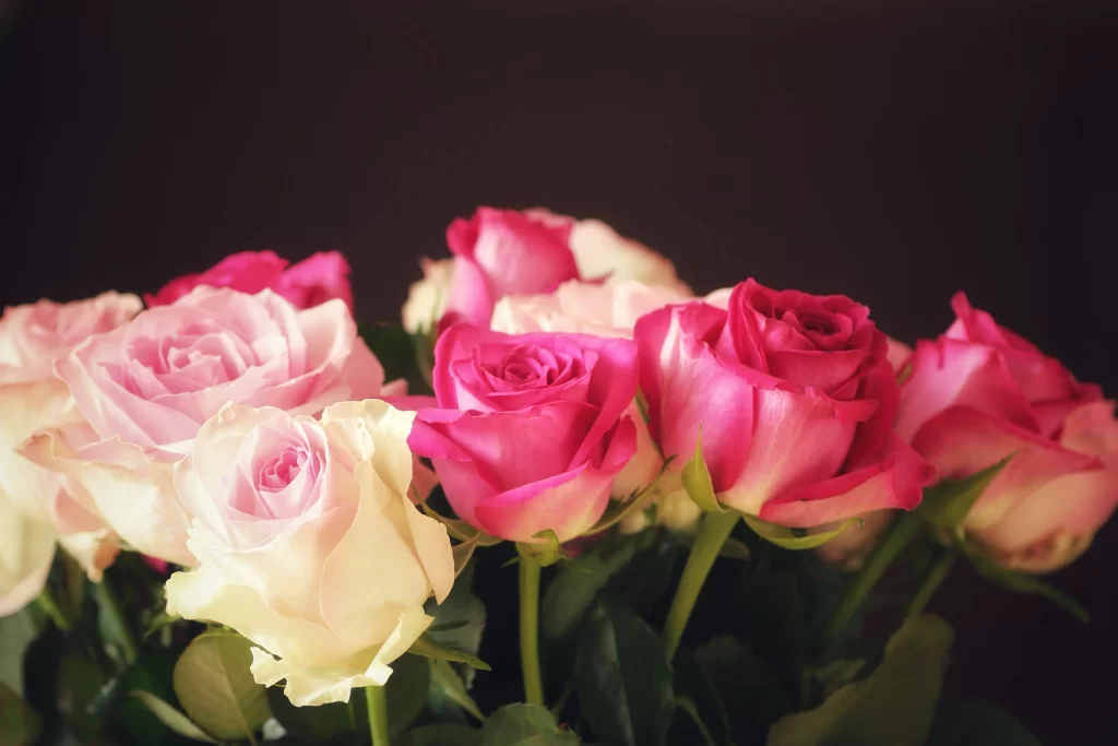 Rose Pink White warm Green