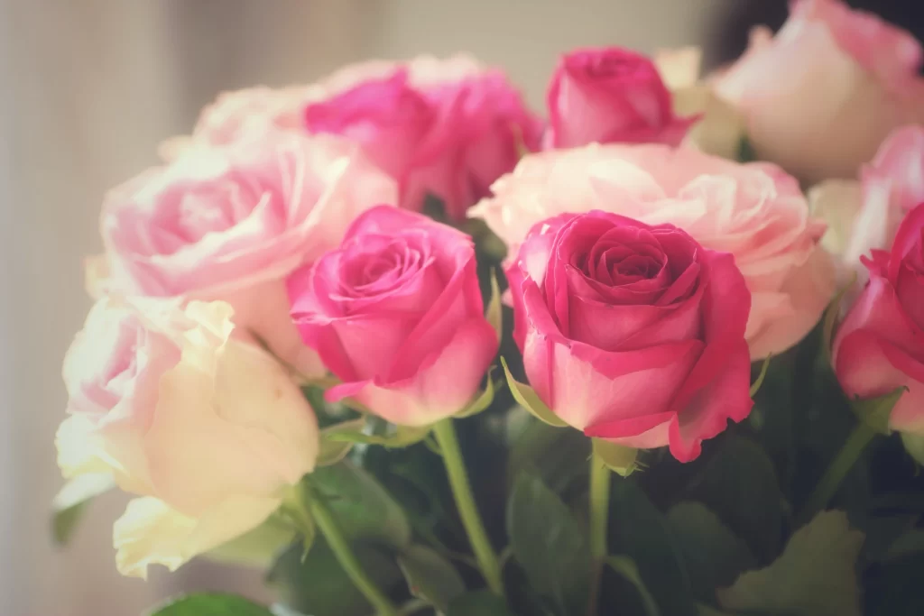 Rose Pink White Yellow Green