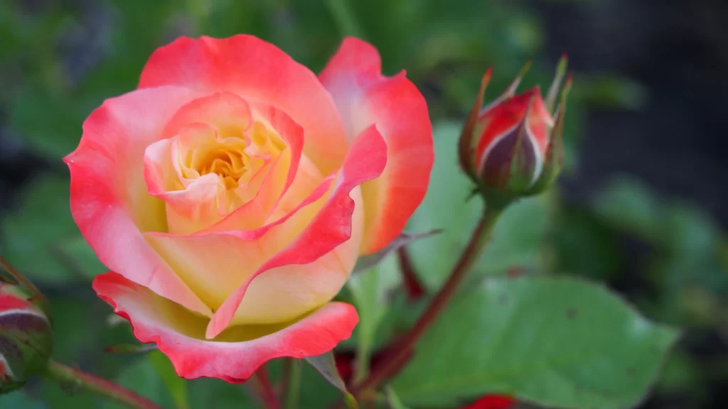 Rose Pink Yellow gray Green