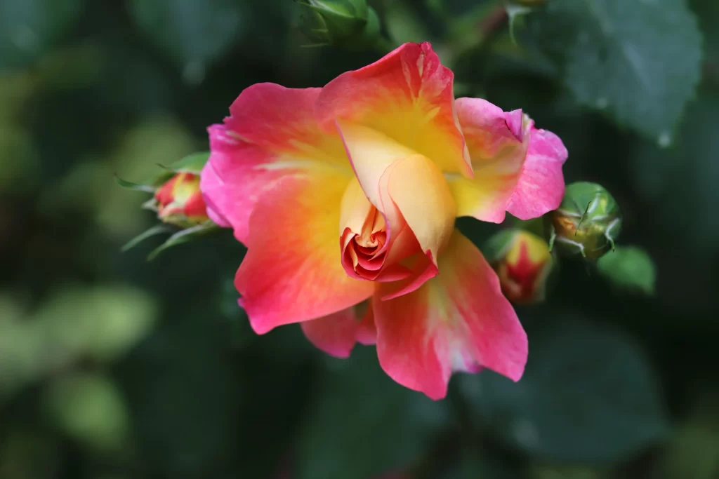 Rose Pink Yellow gray Green