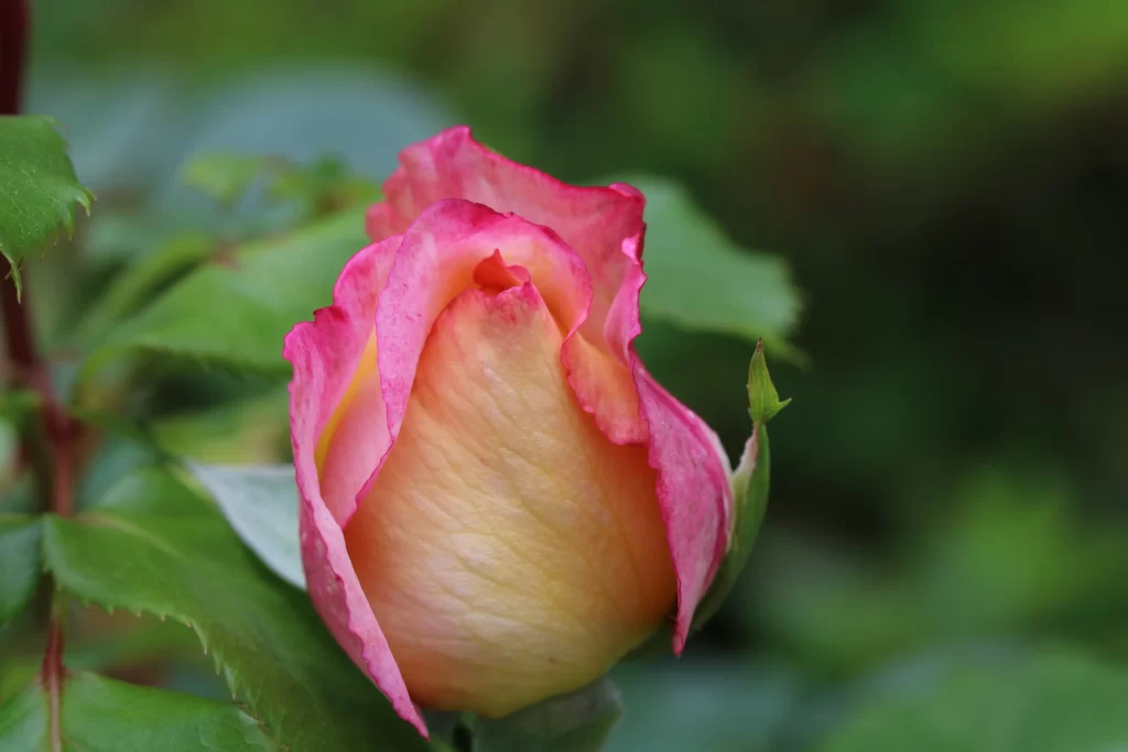 Rose Pink Yellow Green gray Leaf