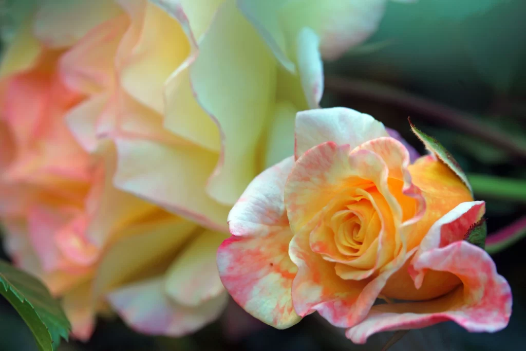 Rose Pink Yellow Green gray Leaf