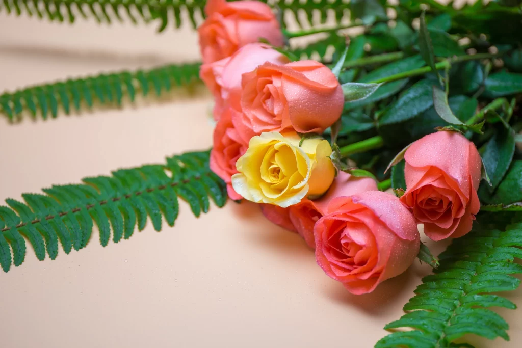 Rose Pink Yellow Green gray Leaf