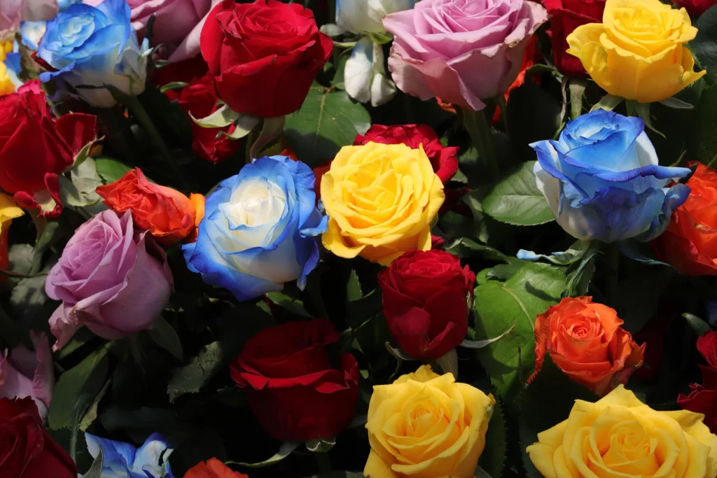 Rose Red Blue Yellow Pink Orange