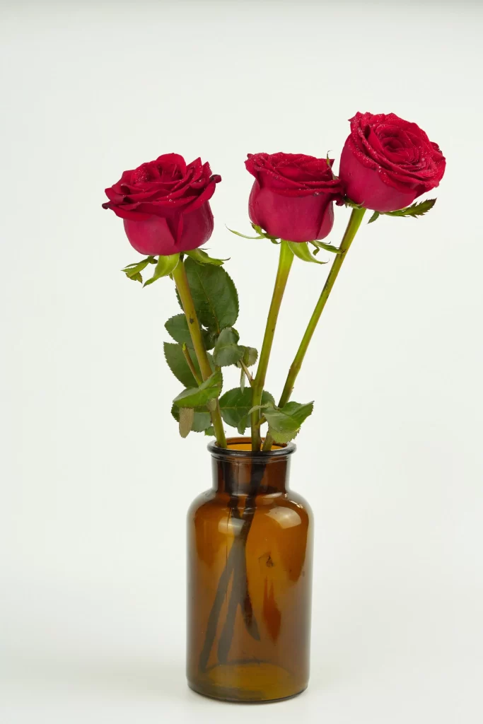 Rose Red Green Leaf Brown Vase White Background