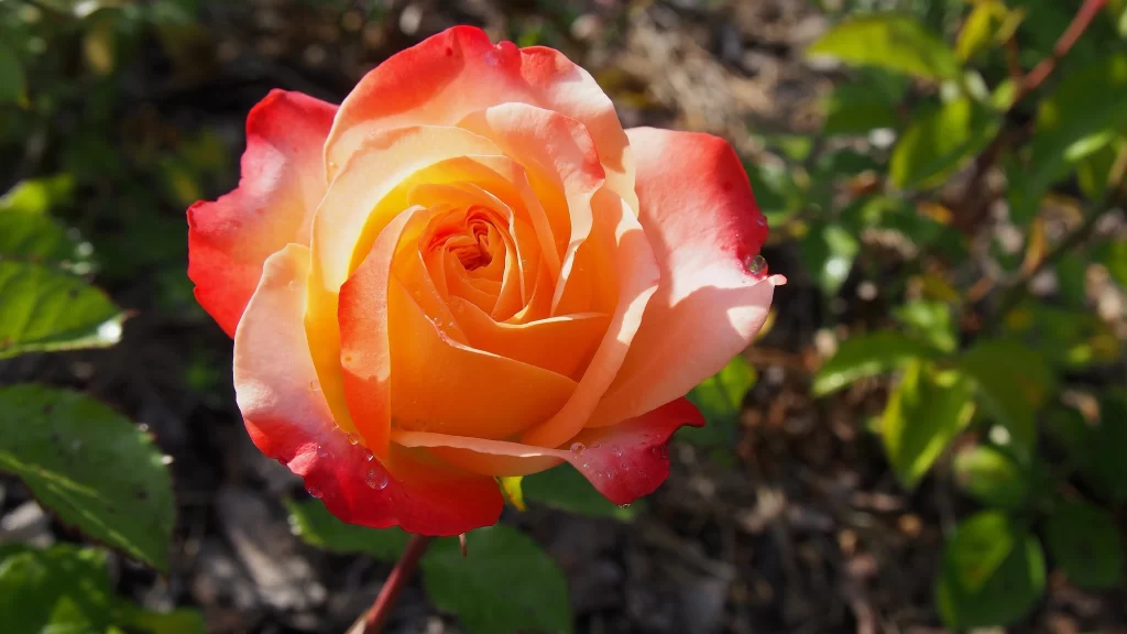 Rose Red Orange Yellow Green Leaf