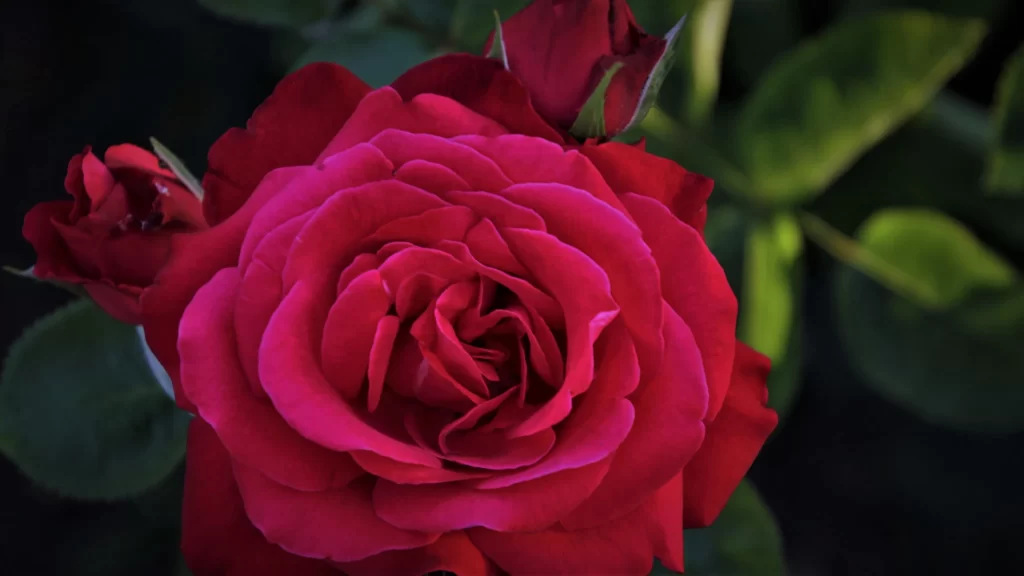 Rose Red Petals Green Leaves Dark Background