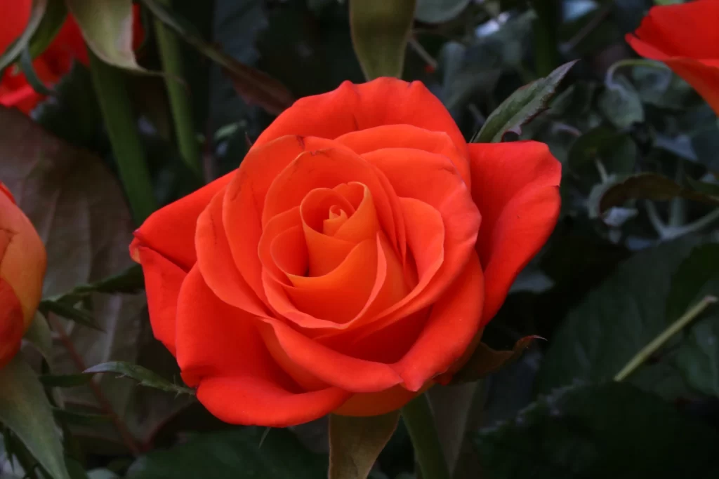 Rose Red Petals Green Leaves
