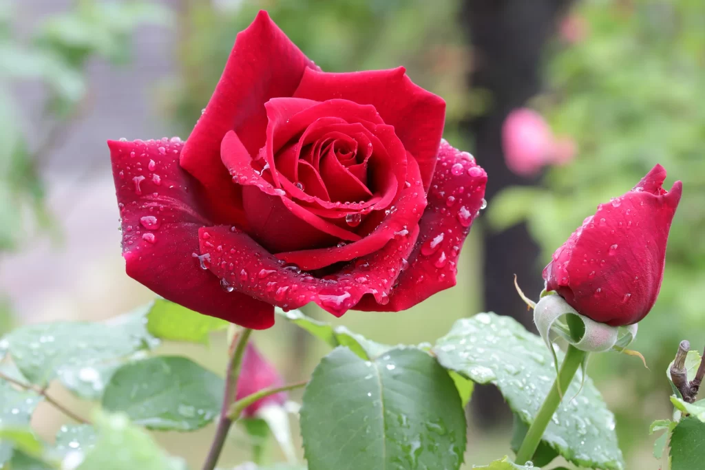 Rose Red Petals Green Leaves warm Dewdrops