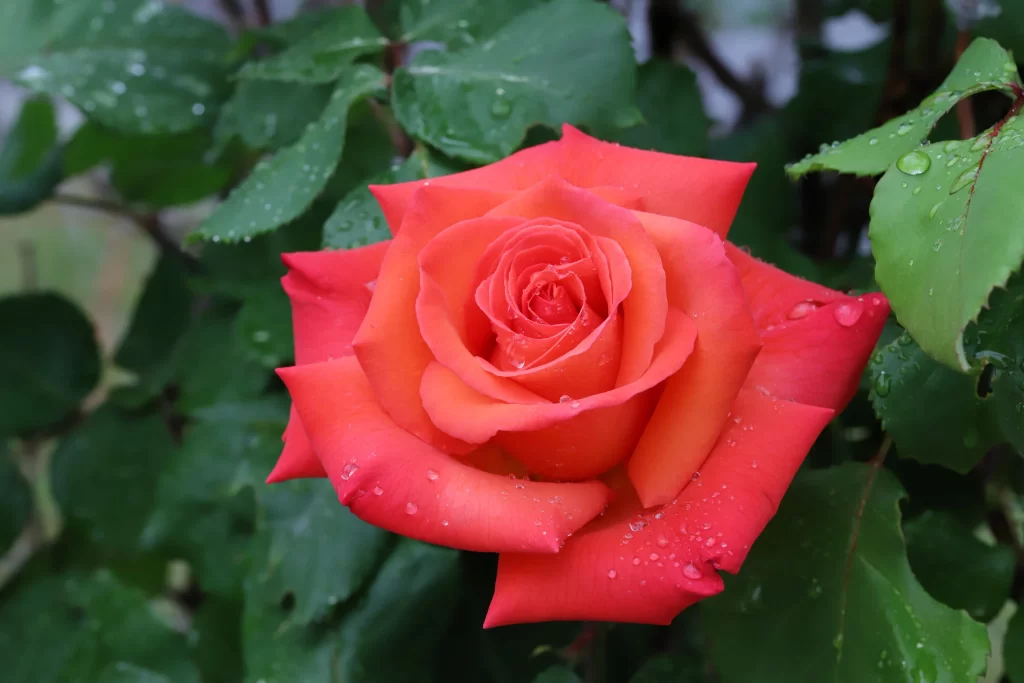 Rose Red Petals Green Leaves gray Dewdrops