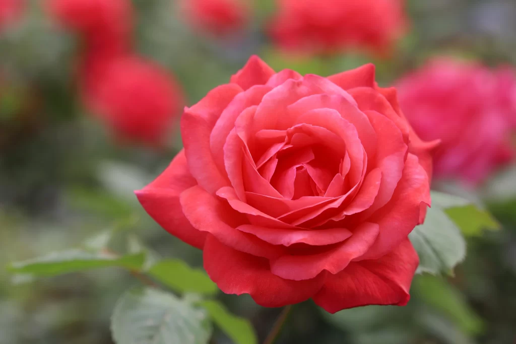 Rose Red Petals Green Leaves Garden
