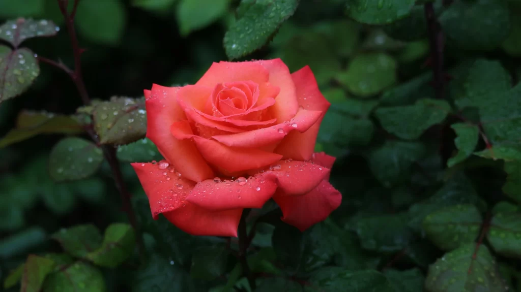 Rose Red Petals Green Leaves dark Dewdrops