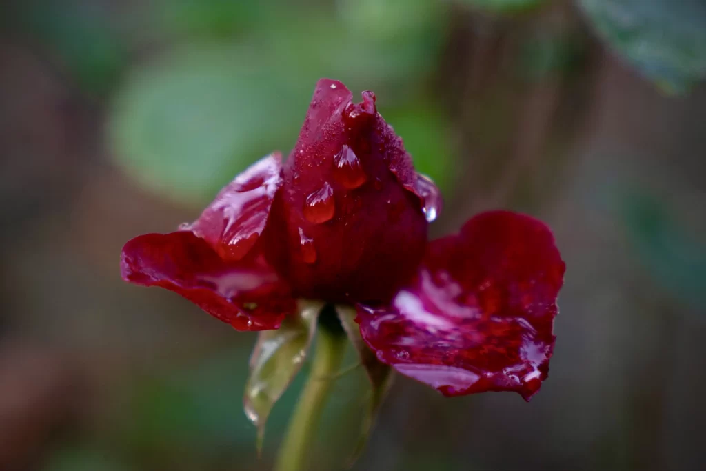 Rose Red Petals Green Leaves Dew Drops