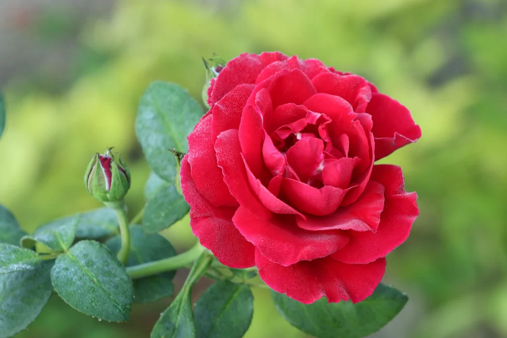 Rose Red Petals Green Leaves warm Garden