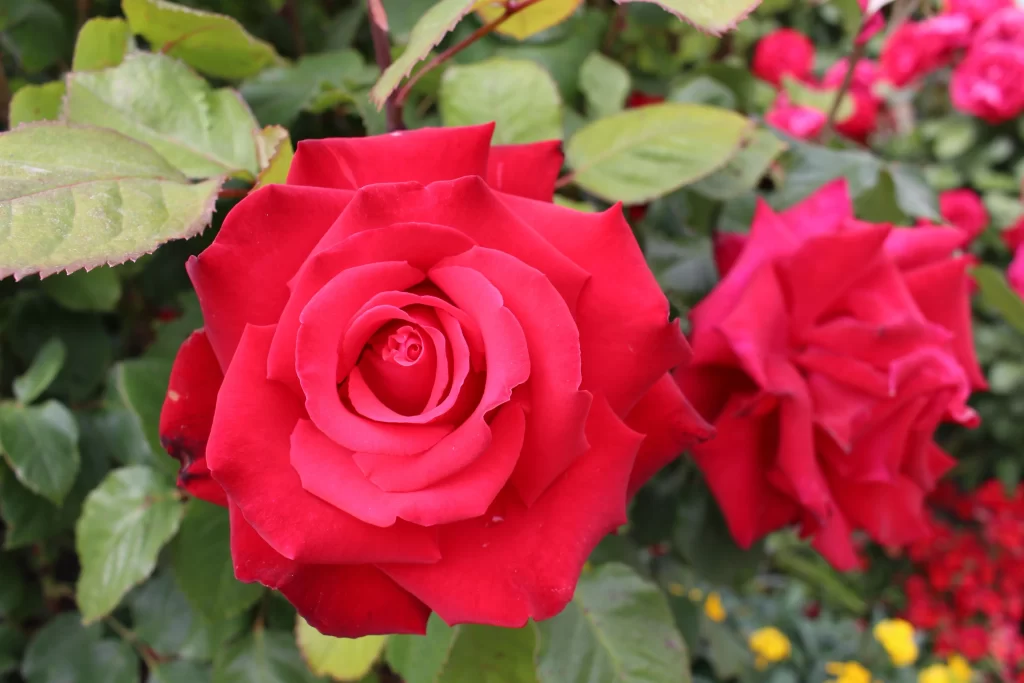 Rose Red Petals Green Leaves Garden