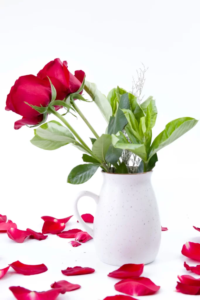 Rose Red Petals Green Leaves White Vase