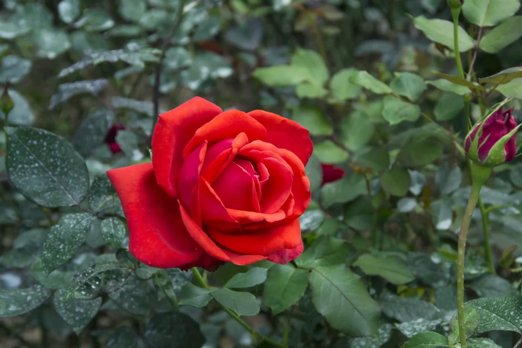 Rose Red Petals Green Leaves gray Dewdrops
